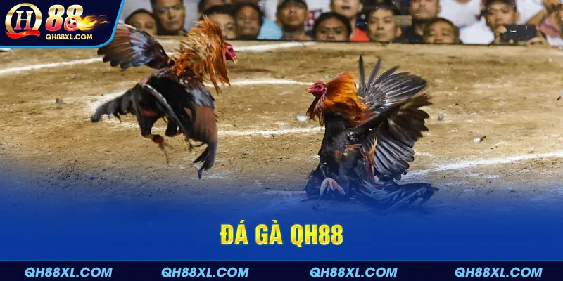 Khái quát cơ bản về sân chơi đá gà QH88 cho người mới Khái quát cơ bản về sân chơi đá gà QH88 cho người mới