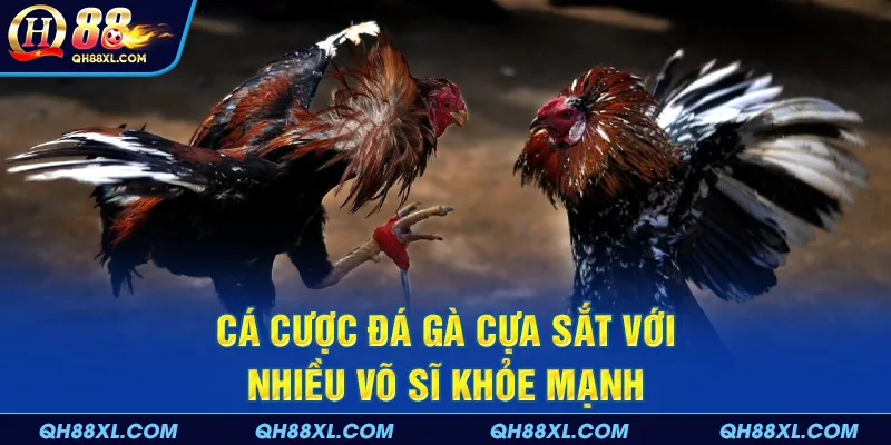 Cá cược đá gà cựa sắt với nhiều võ sĩ khỏe mạnh Cá cược đá gà cựa sắt với nhiều võ sĩ khỏe mạnh