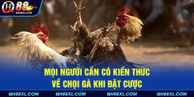 Mọi người cần có kiến thức về chọi gà khi đặt cược Mọi người cần có kiến thức về chọi gà khi đặt cược