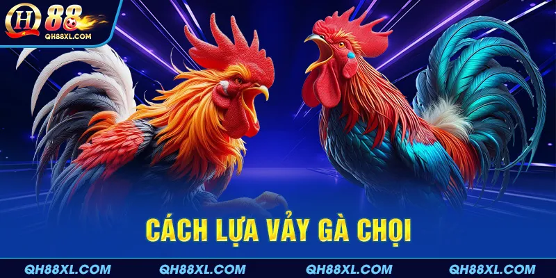 Cách lựa vảy gà chọi
