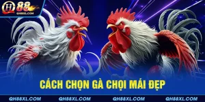 Cách chọn gà chọi mái đẹp