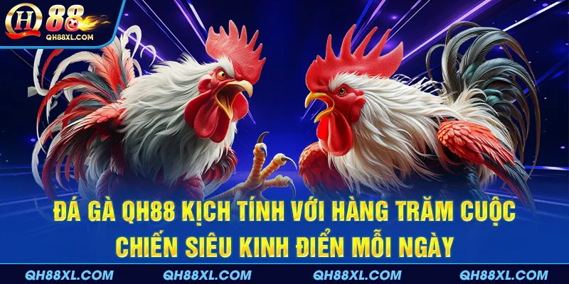 Đá gà QH88 kịch tính với hàng trăm cuộc chiến siêu kinh điển mỗi ngày Đá gà QH88 kịch tính với hàng trăm cuộc chiến siêu kinh điển mỗi ngày
