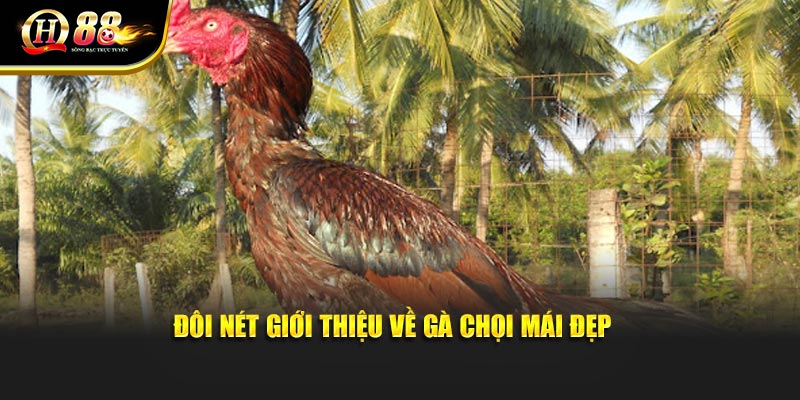 Đôi nét giới thiệu về gà chọi mái đẹp Đôi nét giới thiệu về gà chọi mái đẹp