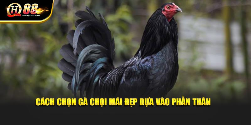 Cách chọn gà chọi mái đẹp dựa vào phần thân Cách chọn gà chọi mái đẹp dựa vào phần thân