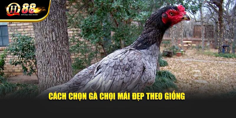Cách chọn gà chọi mái đẹp theo giống Cách chọn gà chọi mái đẹp theo giống