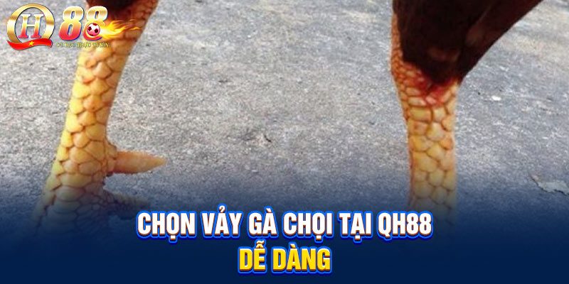 Cách lựa vảy gà chọi tại QH88 dễ dàng Cách lựa vảy gà chọi tại QH88 dễ dàng