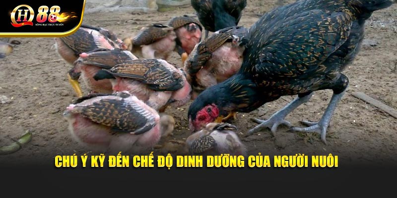 Chú ý kỹ đến chế độ dinh dưỡng của người nuôi Chú ý kỹ đến chế độ dinh dưỡng của người nuôi