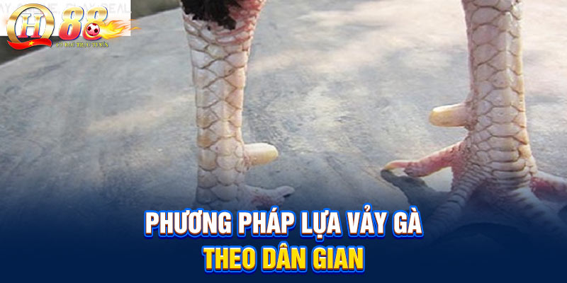 Phương pháp lựa vảy gà theo dân gian Phương pháp lựa vảy gà theo dân gian