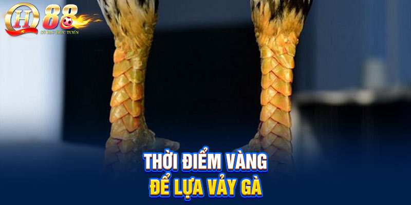 Thời điểm vàng để lựa vảy gà Thời điểm vàng để lựa vảy gà